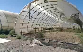 120 теплиц без урожая: в Кызылорде провалился масштабный агропроект