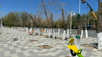 В Кызылорде после реконструкции дороги начали массово гибнуть деревья